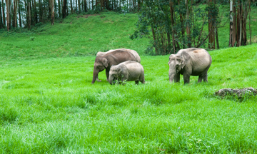 Travel agency near me in alappuzha